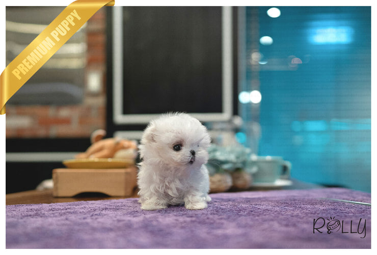 Rolly Teacup Puppies (PURCHASED by Almeida) LUNA - Maltese. F.