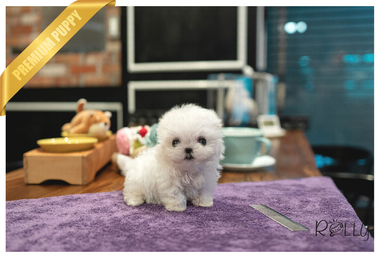 Rolly Teacup Puppies (PURCHASED by Almeida) LUNA - Maltese. F.