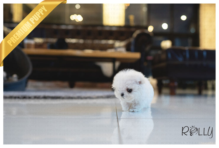 Rolly Teacup Puppies (PURCHASED by Almeida) LUNA - Maltese. F.