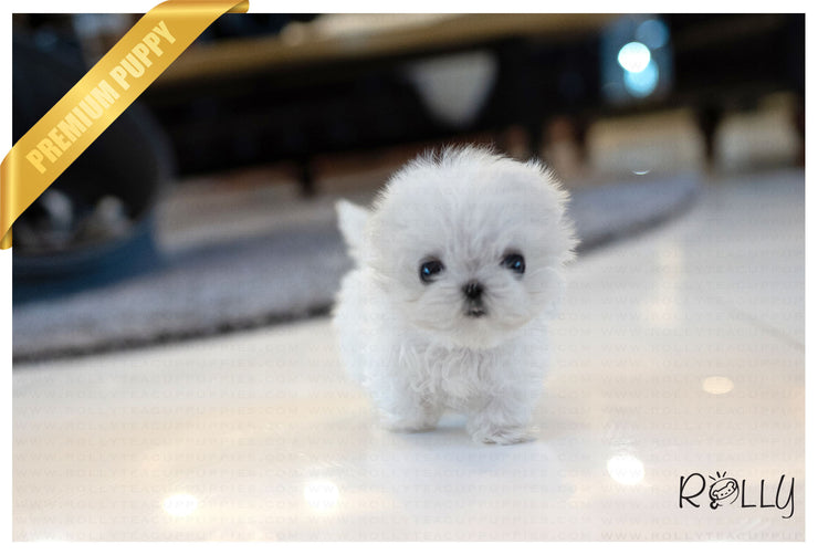 Rolly Teacup Puppies (PURCHASED by Almeida) LUNA - Maltese. F.
