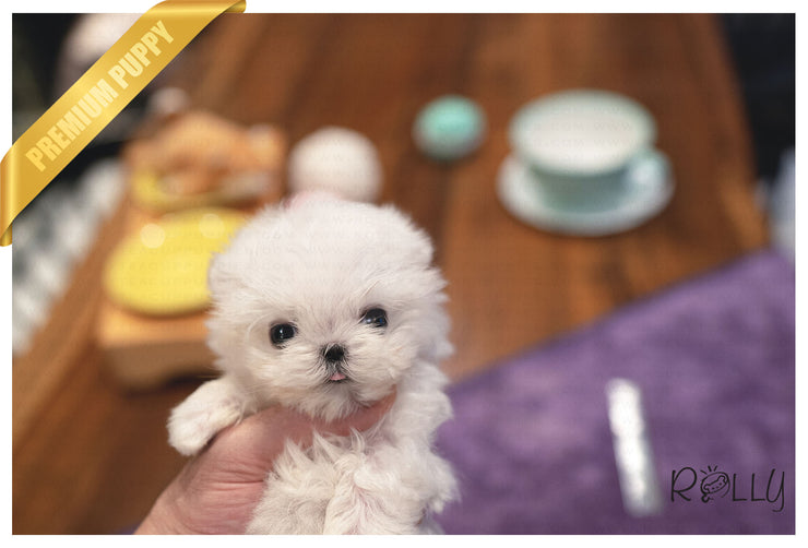 Rolly Teacup Puppies (PURCHASED by Almeida) LUNA - Maltese. F.