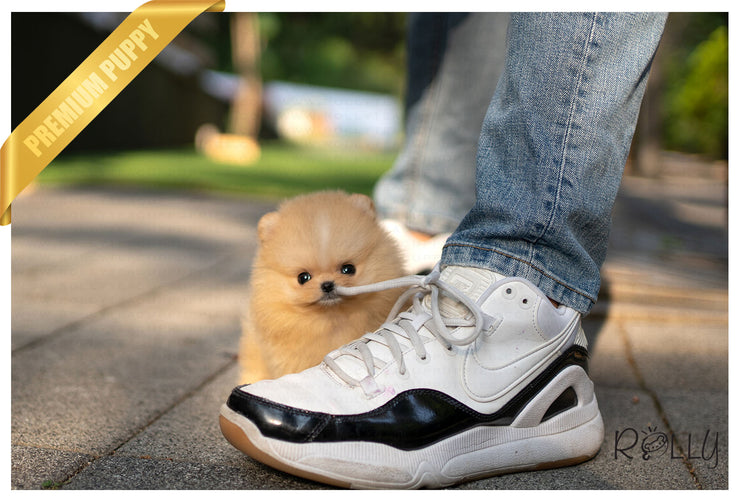 Rolly Teacup Puppies (Purchased by Mannix) LUNA - Pomeranian. F.