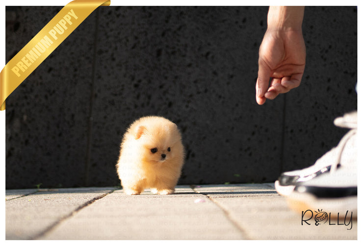 Rolly Teacup Puppies (Purchased by Mannix) LUNA - Pomeranian. F.