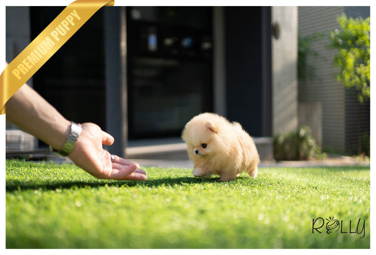 Rolly Teacup Puppies (Purchased by Mannix) LUNA - Pomeranian. F.