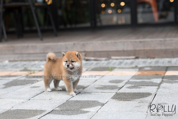 Rolly Teacup Puppies (SOLD to Dekker) Luna - Shiba. F.