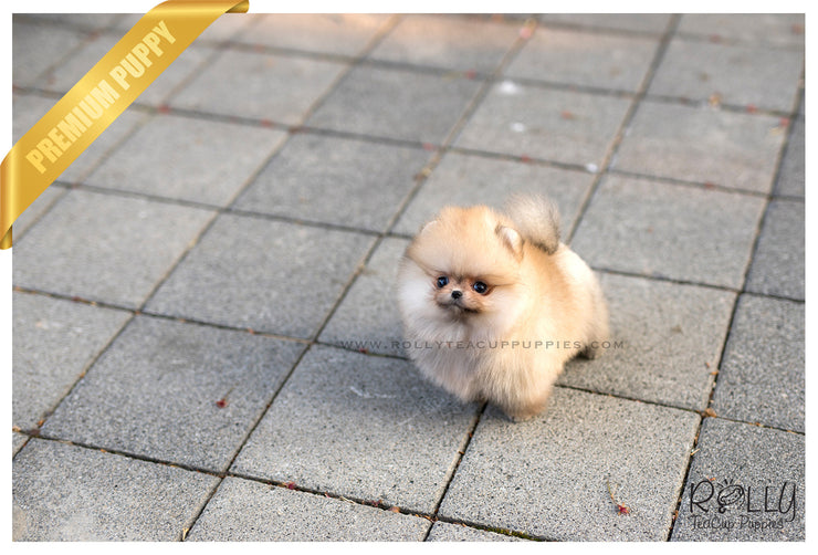 Rolly Teacup Puppies (SOLD to Roth) Lux - Pomeranian. F.