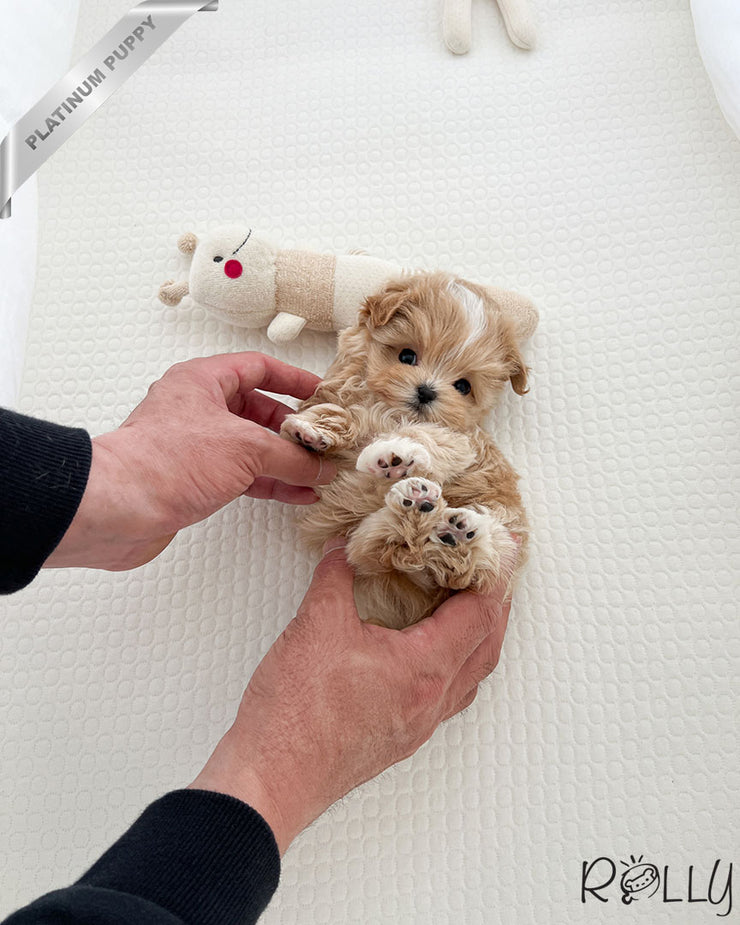 Rolly Teacup Puppies LEWIS - MALE (PURCHASED by ALHOKAIR).