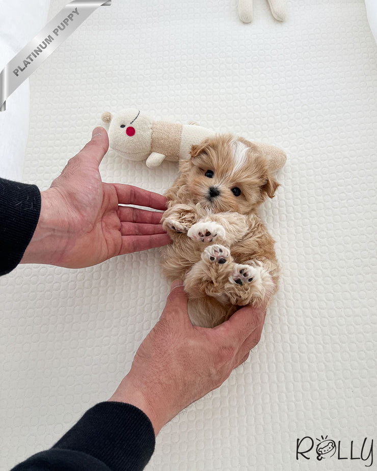 Rolly Teacup Puppies LEWIS - MALE (PURCHASED by ALHOKAIR).