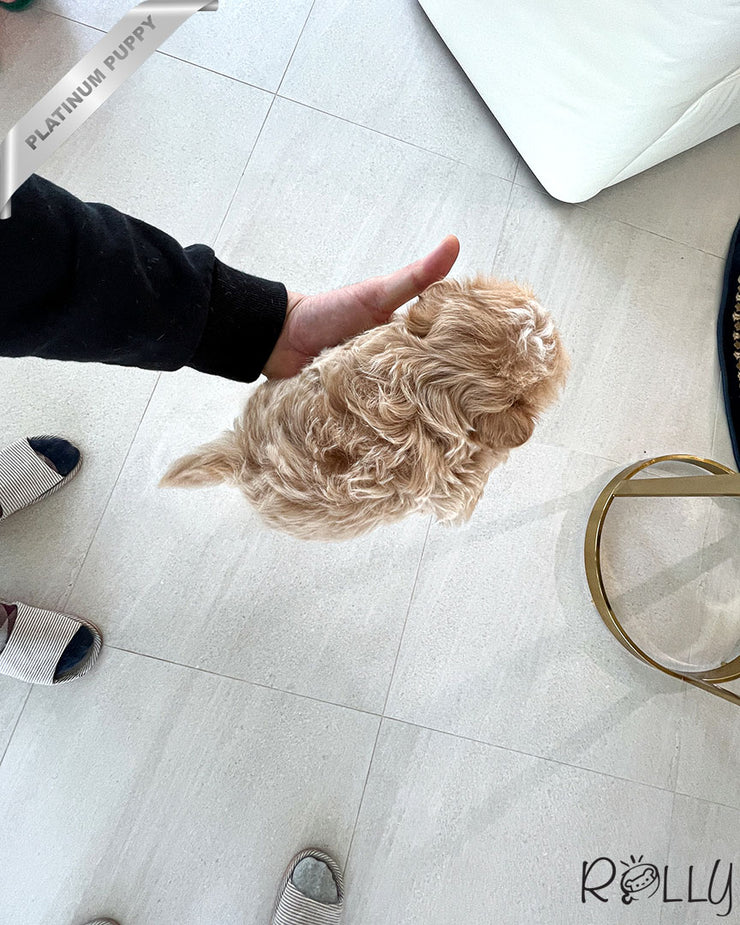 Rolly Teacup Puppies LEWIS - MALE (PURCHASED by ALHOKAIR).