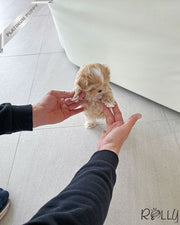 Rolly Teacup Puppies LEWIS - MALE (PURCHASED by ALHOKAIR).