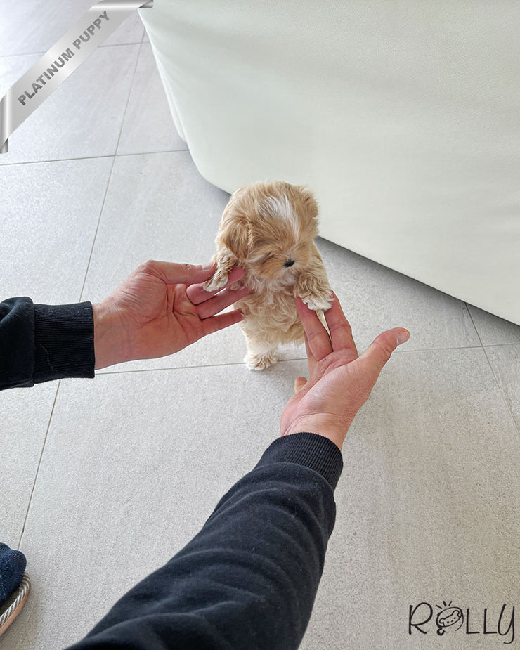 Rolly Teacup Puppies LEWIS - MALE (PURCHASED by ALHOKAIR).