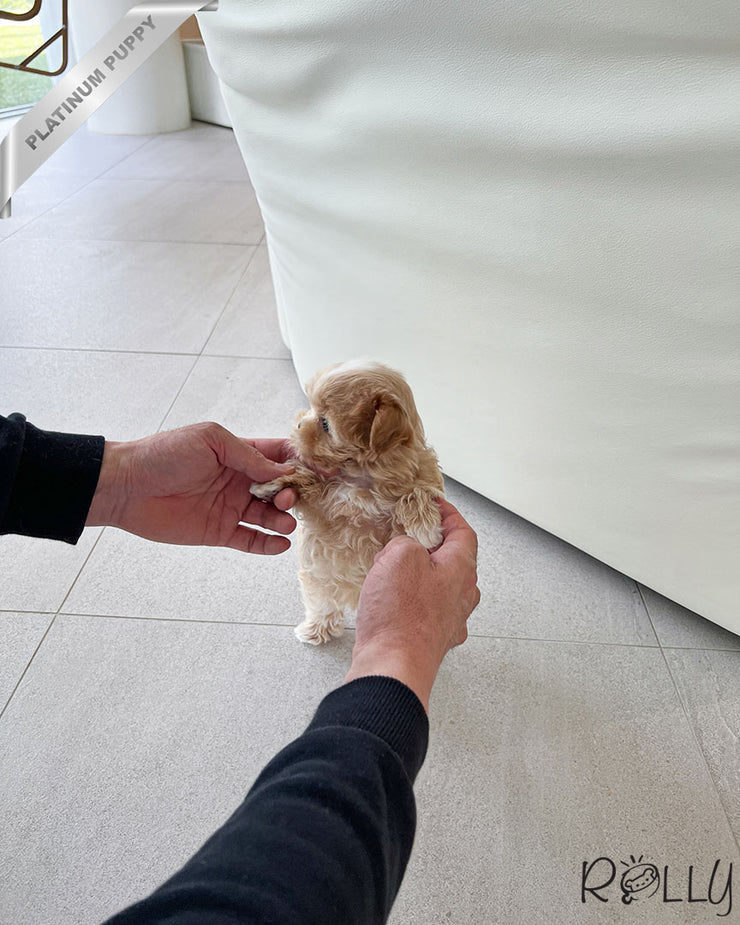 Rolly Teacup Puppies LEWIS - MALE (PURCHASED by ALHOKAIR).