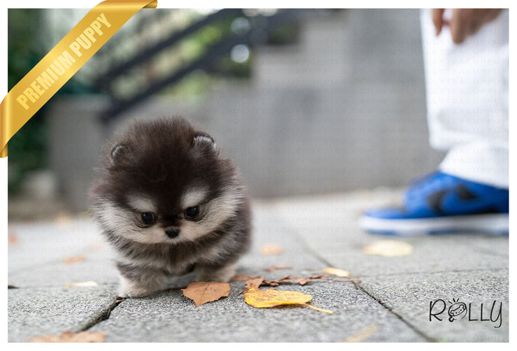 Rolly Teacup Puppies MARBLE - MALE (PURCHASED by Wilson).