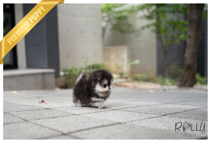 Rolly Teacup Puppies MARBLE - MALE (PURCHASED by Wilson).