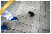 Rolly Teacup Puppies MARBLE - MALE (PURCHASED by Wilson).
