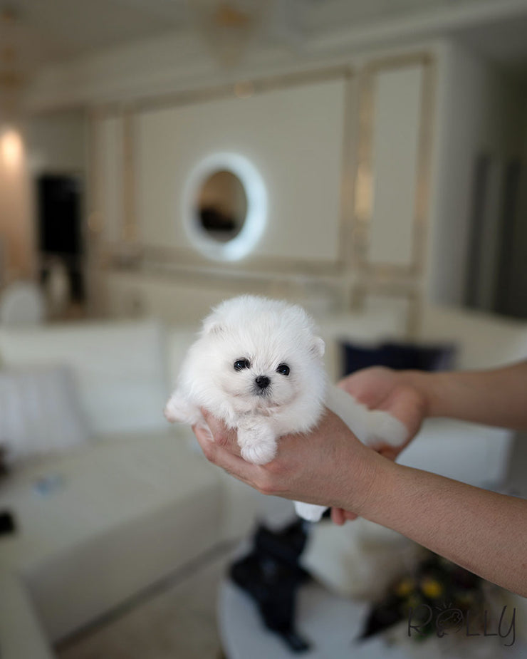 MARS - FEMALE (PURCHASED by CHIN)