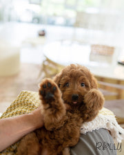 Rolly Teacup Puppies MAX - MALE (PURCHASED by CRINGIONE).