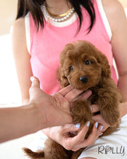 Rolly Teacup Puppies MAX - MALE (PURCHASED by CRINGIONE).