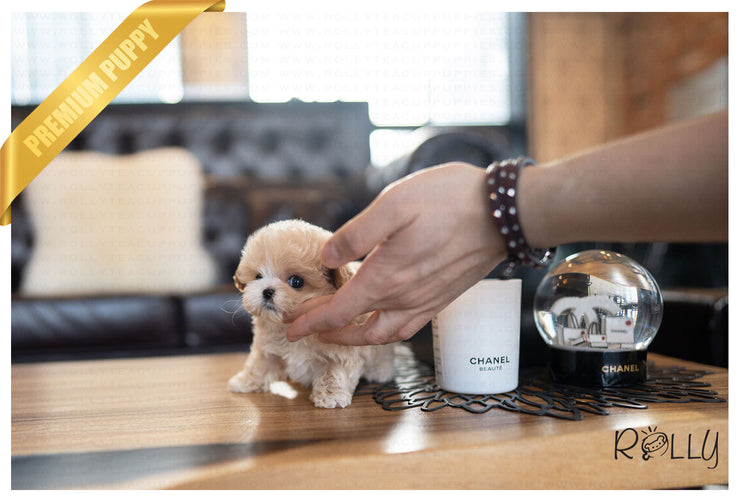 Rolly Teacup Puppies (PURCHASED by Amy) MIA - Maltipoo. F.