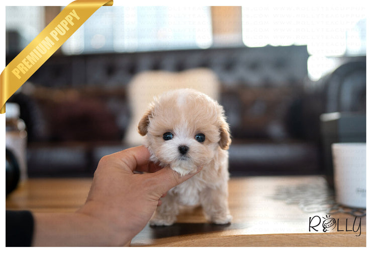 Rolly Teacup Puppies (PURCHASED by Amy) MIA - Maltipoo. F.