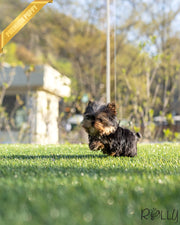Rolly Teacup Puppies MIGNON - MALE (PURCHASED by MACRAE).