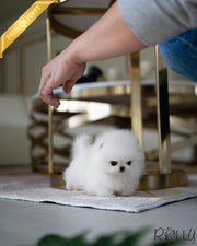 Rolly Teacup Puppies MILKY - FEMALE (RESERVED by ANONYMOUS).