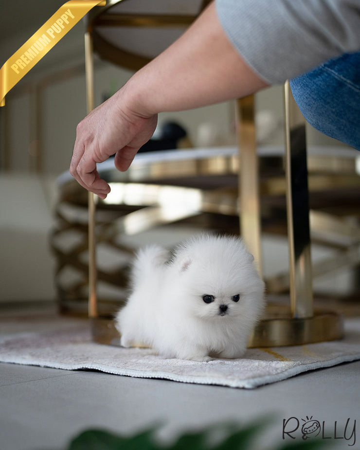 Rolly Teacup Puppies MILKY - FEMALE (RESERVED by ANONYMOUS).