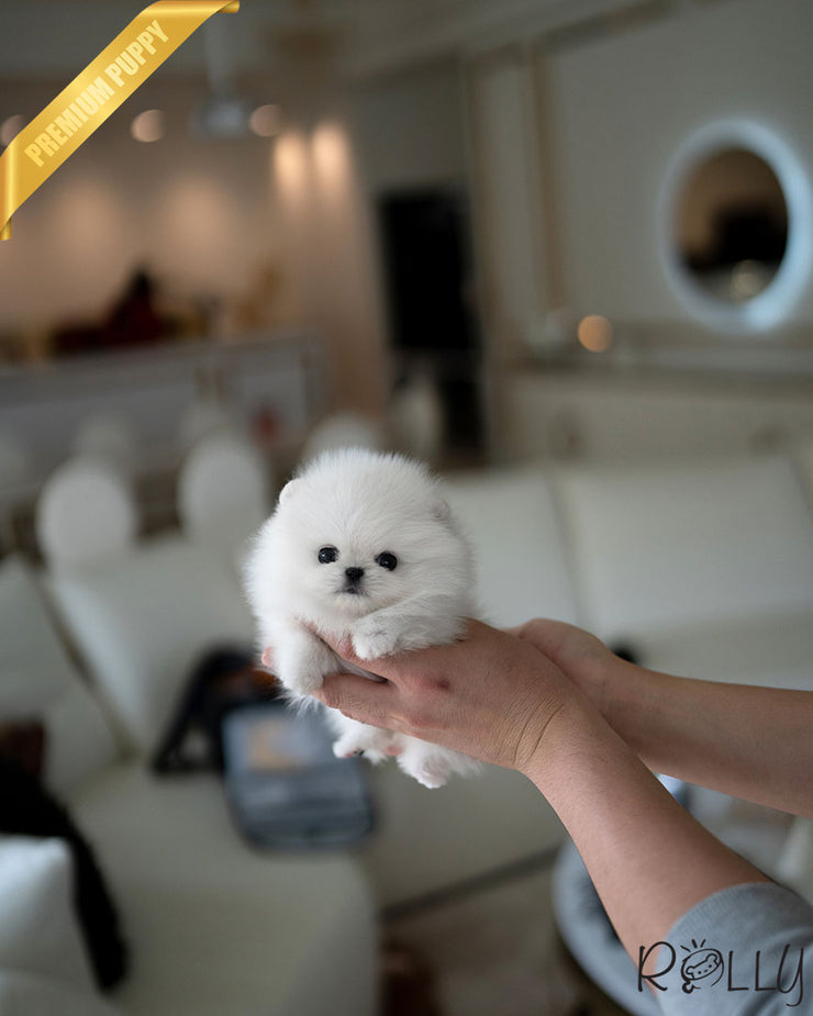 Rolly Teacup Puppies MILKY - FEMALE (RESERVED by ANONYMOUS).