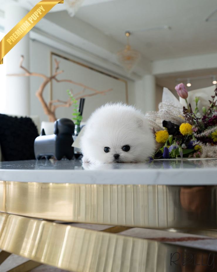Rolly Teacup Puppies MILKY - FEMALE (RESERVED by ANONYMOUS).