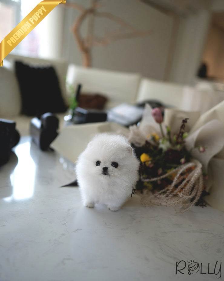 Rolly Teacup Puppies MILKY - FEMALE (RESERVED by ANONYMOUS).
