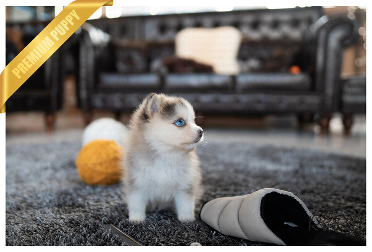 Rolly Teacup Puppies (Purchased by Lim)Millie - Pomsky. F.