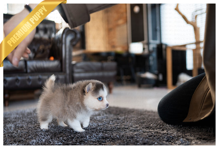 Rolly Teacup Puppies (Purchased by Lim)Millie - Pomsky. F.