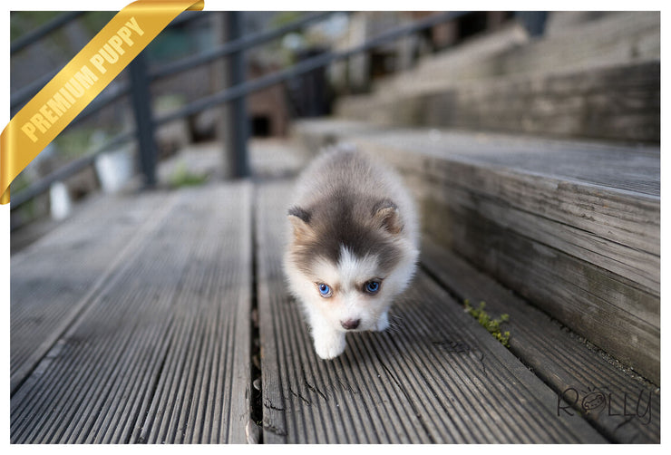 Rolly Teacup Puppies (Purchased by Lim)Millie - Pomsky. F.
