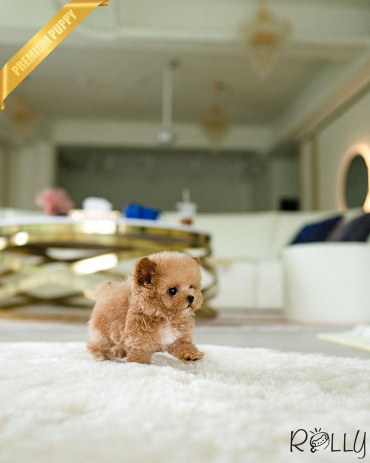 Rolly Teacup Puppies MINNIE - FEMALE (PURCHASED by ASHER).