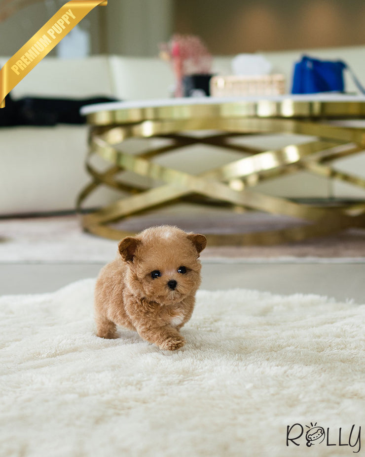 Rolly Teacup Puppies MINNIE - FEMALE (PURCHASED by ASHER).