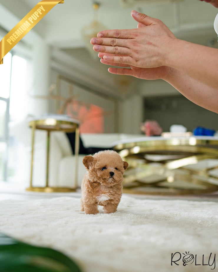 Rolly Teacup Puppies MINNIE - FEMALE (PURCHASED by ASHER).