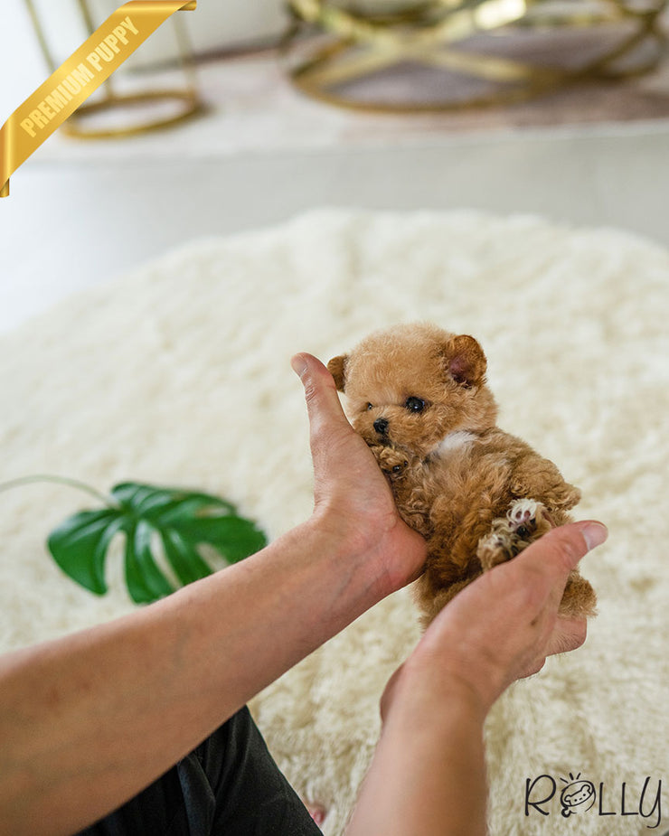 Rolly Teacup Puppies MINNIE - FEMALE (PURCHASED by ASHER).
