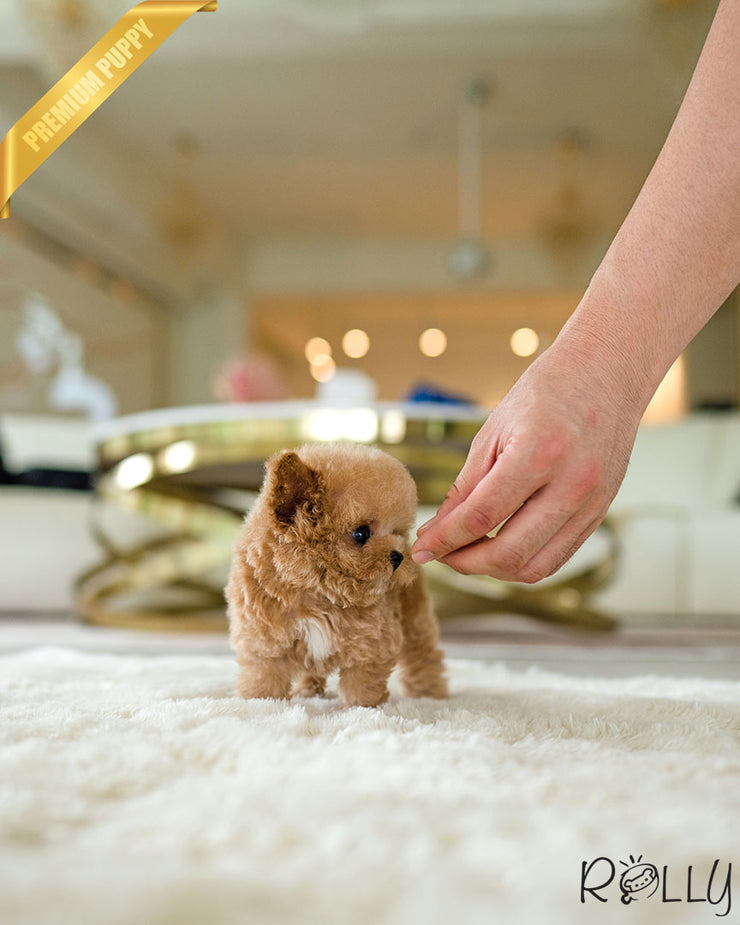 Rolly Teacup Puppies MINNIE - FEMALE (PURCHASED by ASHER).