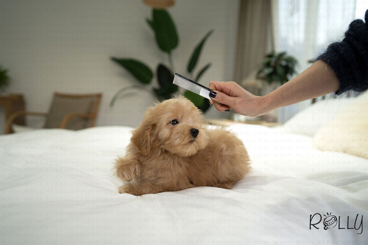 Rolly Teacup Puppies MOET - MALE (PURCHASED by ELSHERIF).
