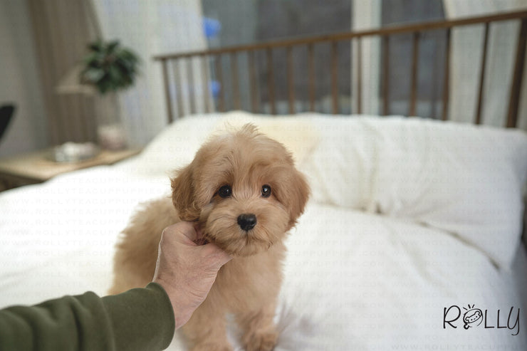 Rolly Teacup Puppies MOET - MALE (PURCHASED by ELSHERIF).