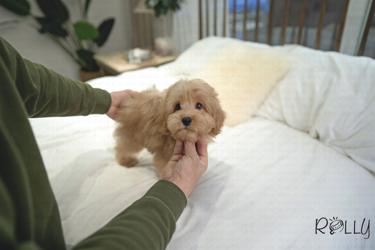 Rolly Teacup Puppies MOET - MALE (PURCHASED by ELSHERIF).
