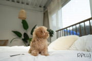 Rolly Teacup Puppies MOET - MALE (PURCHASED by ELSHERIF).