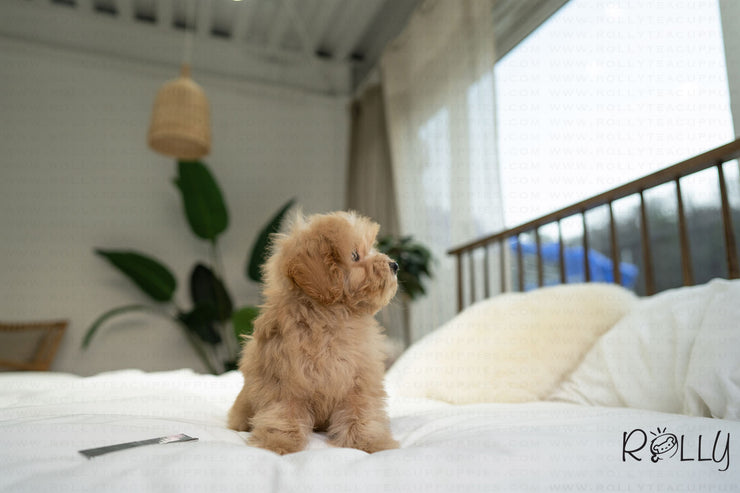 Rolly Teacup Puppies MOET - MALE (PURCHASED by ELSHERIF).
