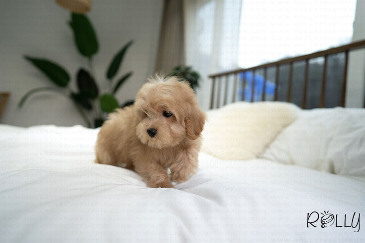 Rolly Teacup Puppies MOET - MALE (PURCHASED by ELSHERIF).