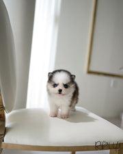 MONT-B - MALE (PURCHASED by SAFAN)