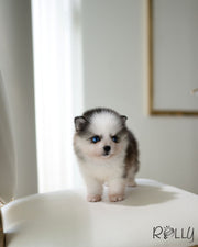 MONT-B - MALE (PURCHASED by SAFAN)