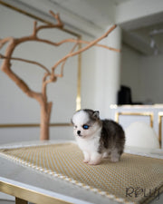 MONT-B - MALE (PURCHASED by SAFAN)