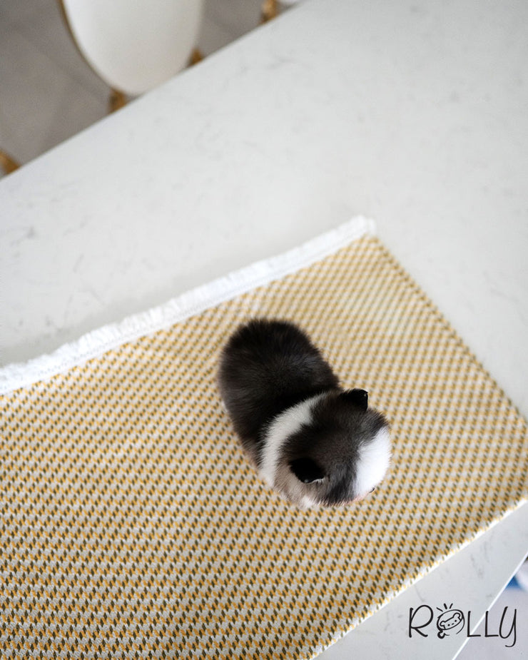 MONT-B - MALE (PURCHASED by SAFAN)