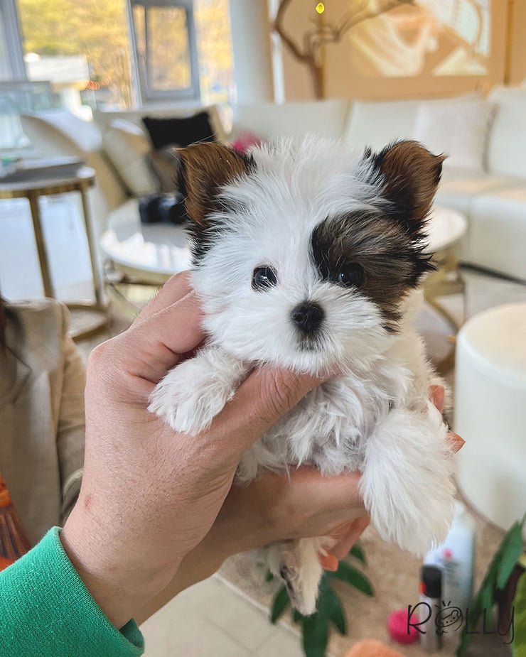 Rolly Teacup Puppies MOOKIE - MALE (PURCHASED by JEAN).