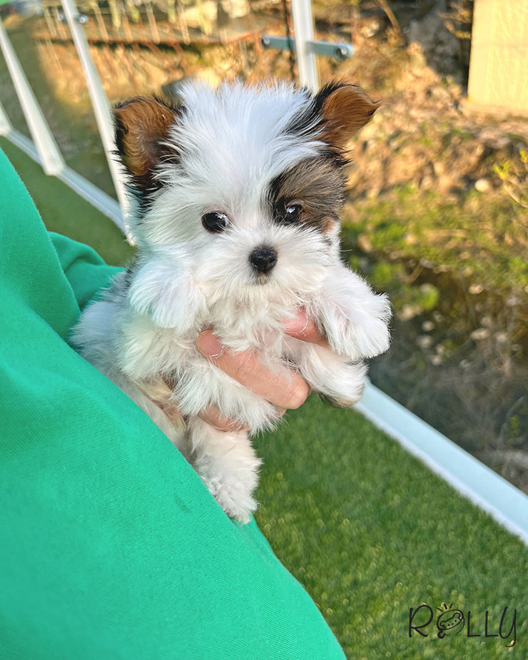 Rolly Teacup Puppies MOOKIE - MALE (PURCHASED by JEAN).